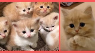 【思わずほっこり】母ネコの子猫レスキュー動画 & 可愛すぎる子ネコ動画おすすめ１０選！