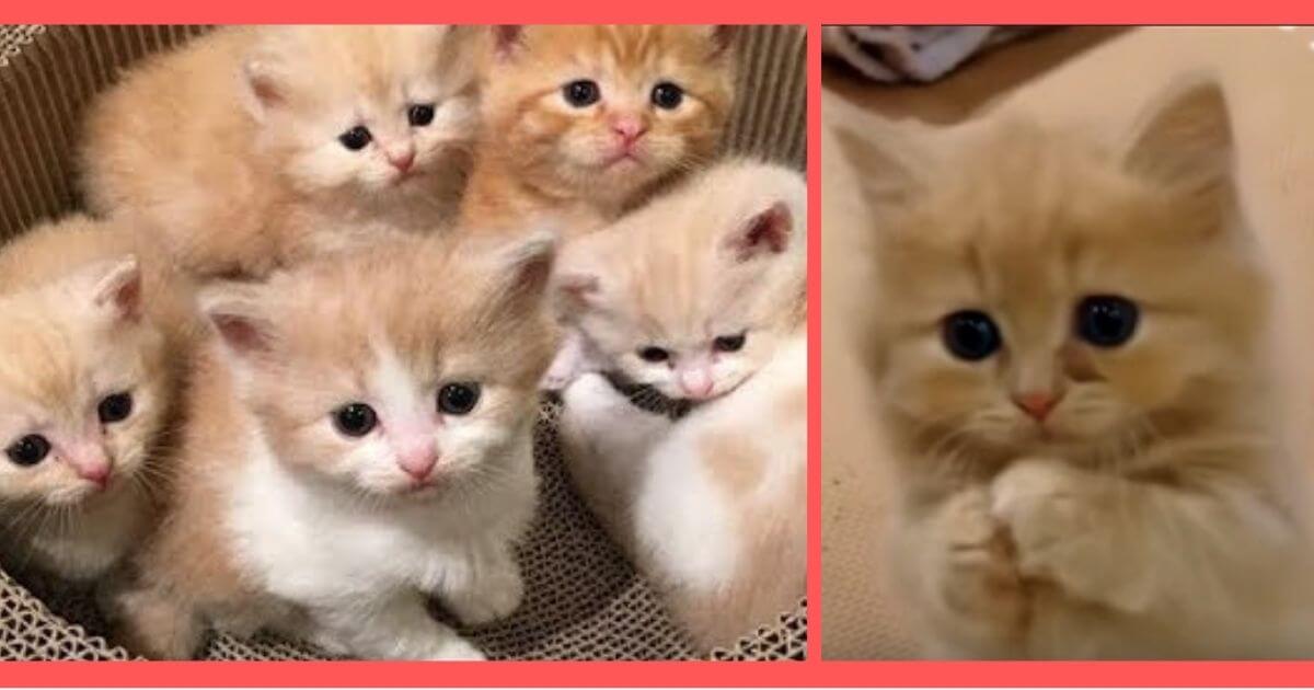 【思わずほっこり】母ネコの子猫レスキュー動画 & 可愛すぎる子ネコ動画おすすめ１０選！